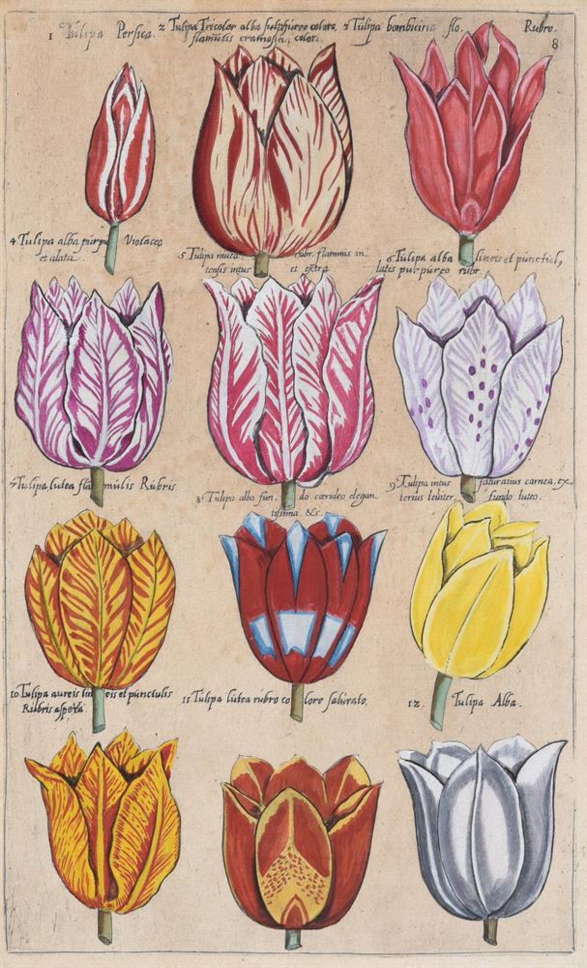 A SET OF FOUR HAND-COLOURED ENGRAVINGS OF FLOWERS - Image 3 of 8