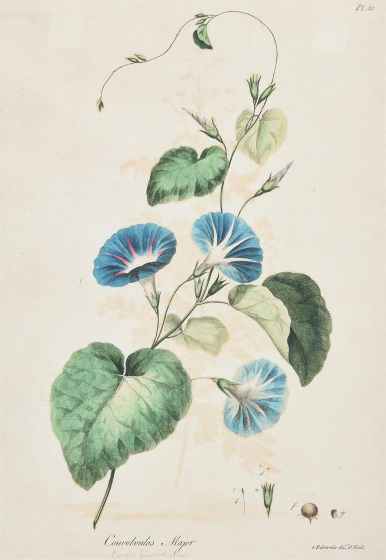 A SET OF FOUR HAND-COLOURED ENGRAVINGS OF FLOWERS - Image 5 of 8