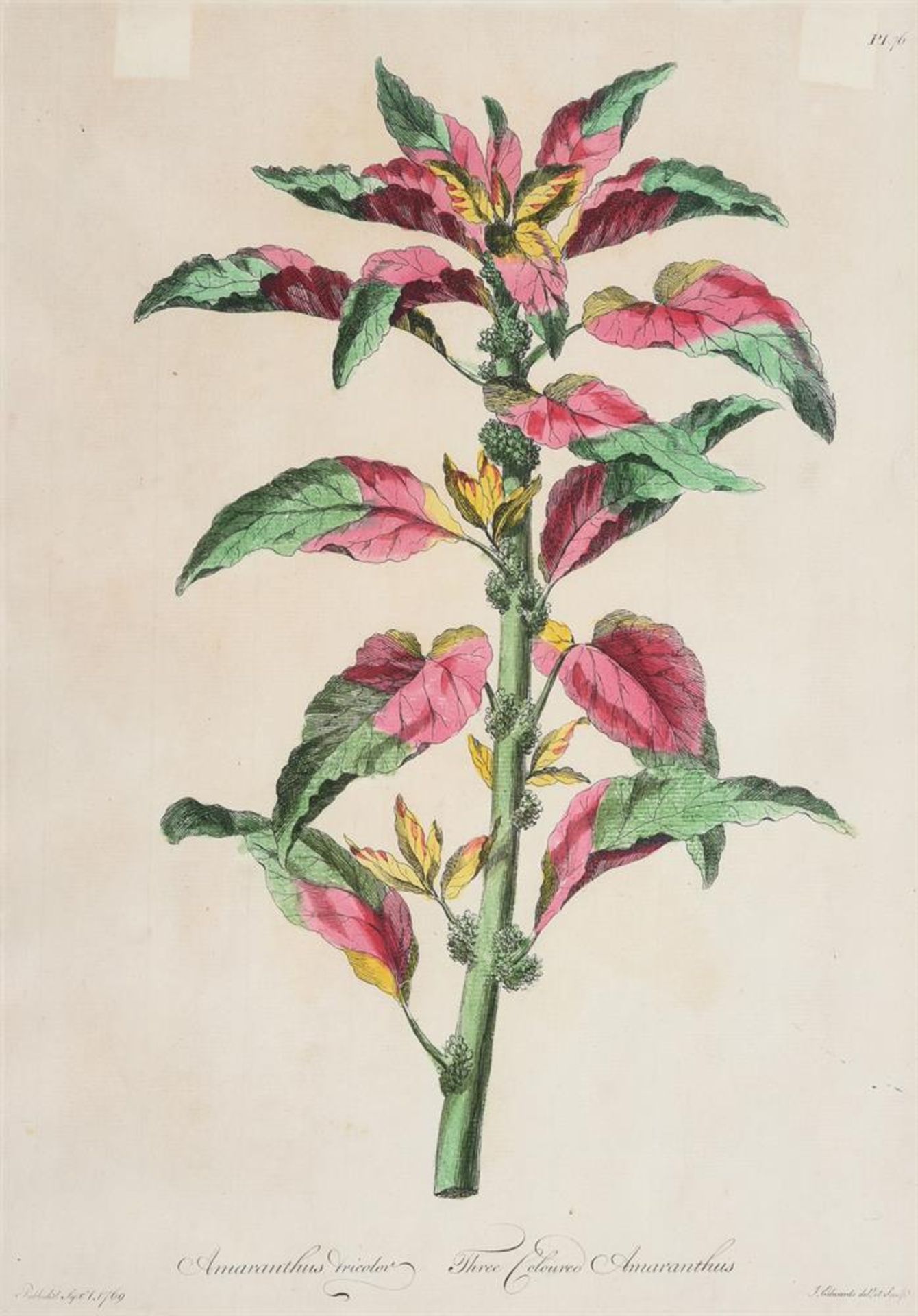 A SET OF FOUR HAND-COLOURED ENGRAVINGS OF FLOWERS - Image 6 of 8