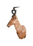 Y A PRESERVED HARTEBEEST HEAD AND SHOULDER MOUNT