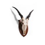 Y AN ATELOPE SKULL MOUNT