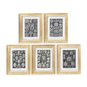 A SET OF FIVE FRAMED LITHOGRAPHS FROM 'ART FORMS IN NATURE' AFTER ERNST HAECKEL, LATE 19TH CENTURY