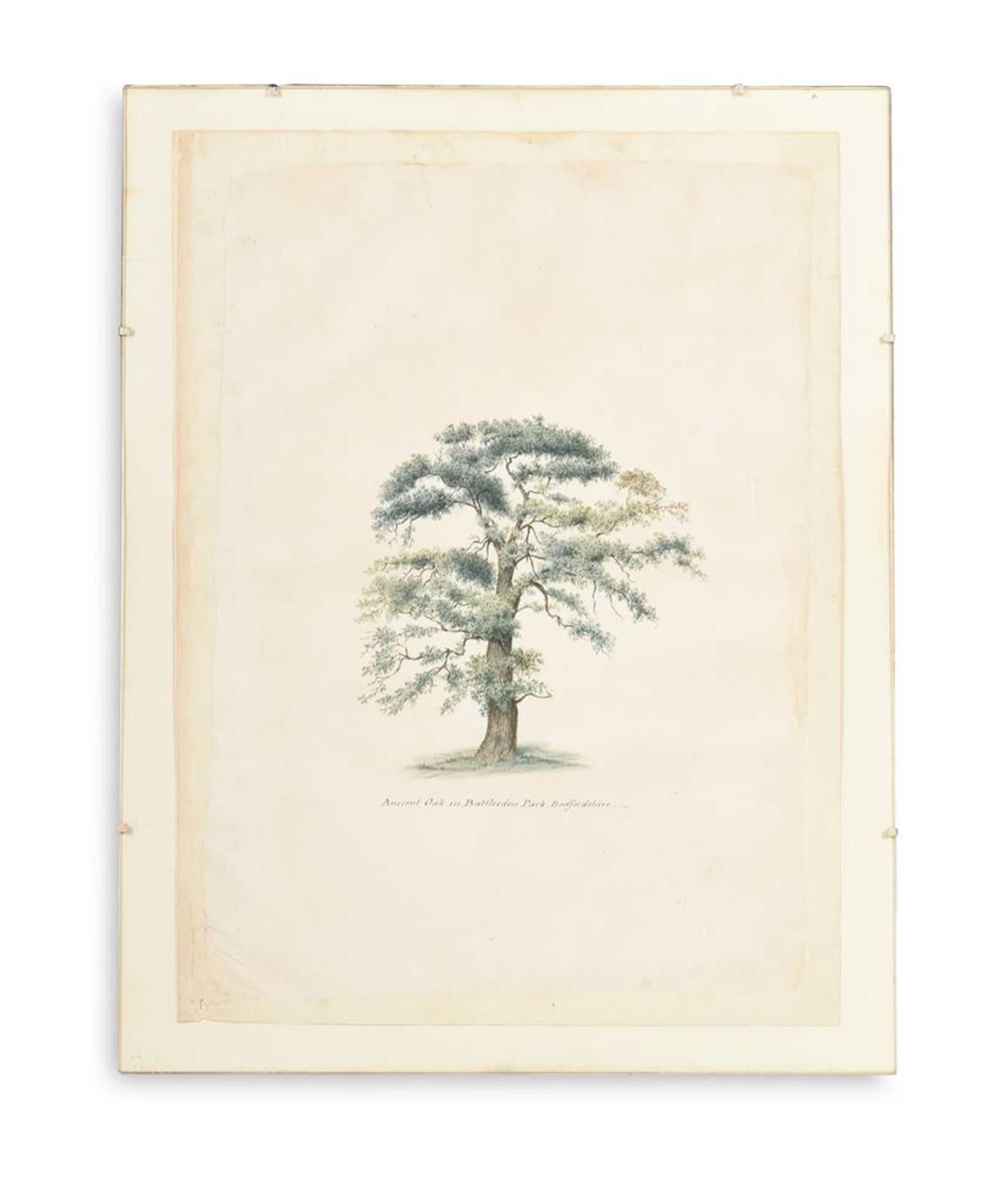 ENGLISH SCHOOL (19TH CENTURY) ELEVEN STUDIES OF TREES AND THE GROUNDS OF BATTLESDEN - Image 11 of 12