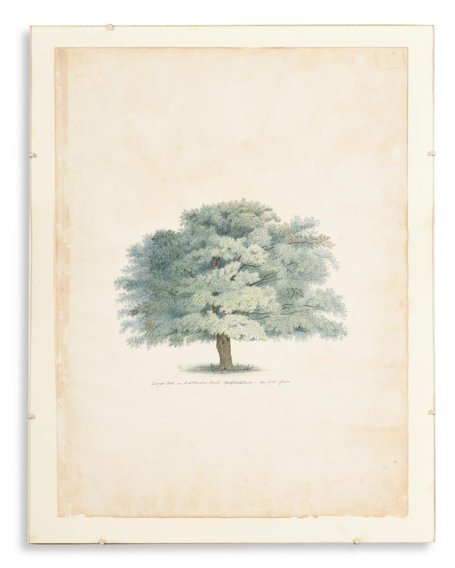 ENGLISH SCHOOL (19TH CENTURY) ELEVEN STUDIES OF TREES AND THE GROUNDS OF BATTLESDEN - Image 9 of 12