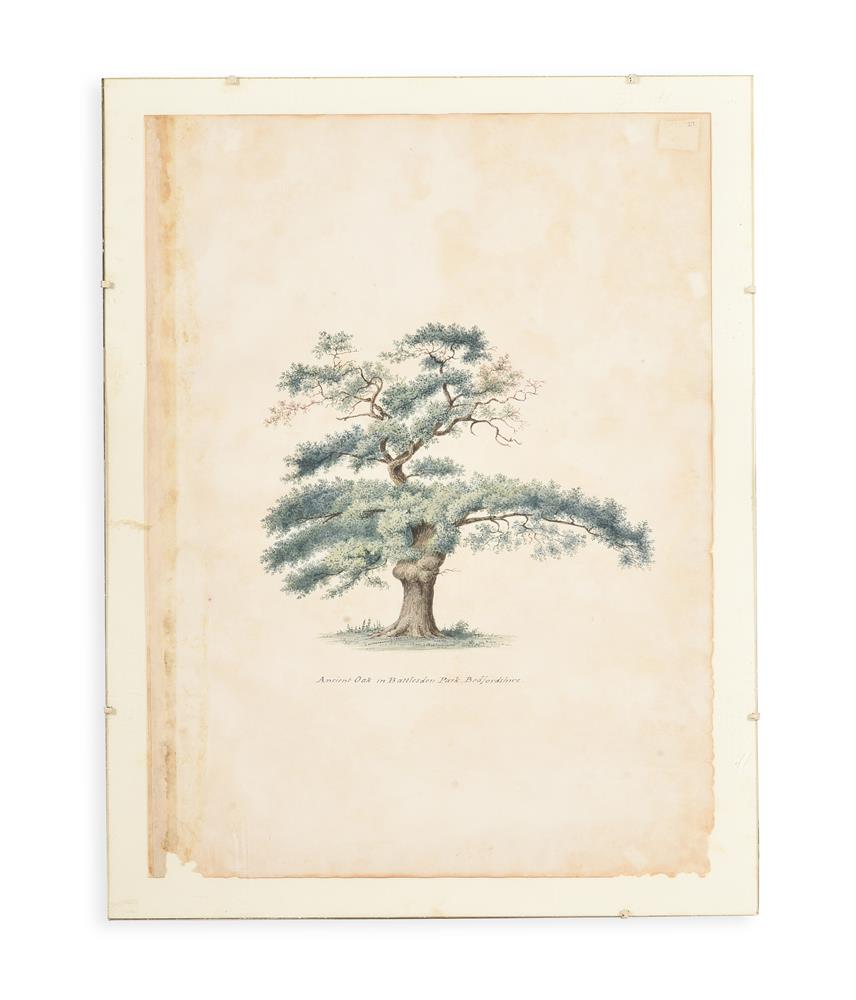 ENGLISH SCHOOL (19TH CENTURY) ELEVEN STUDIES OF TREES AND THE GROUNDS OF BATTLESDEN - Image 2 of 12