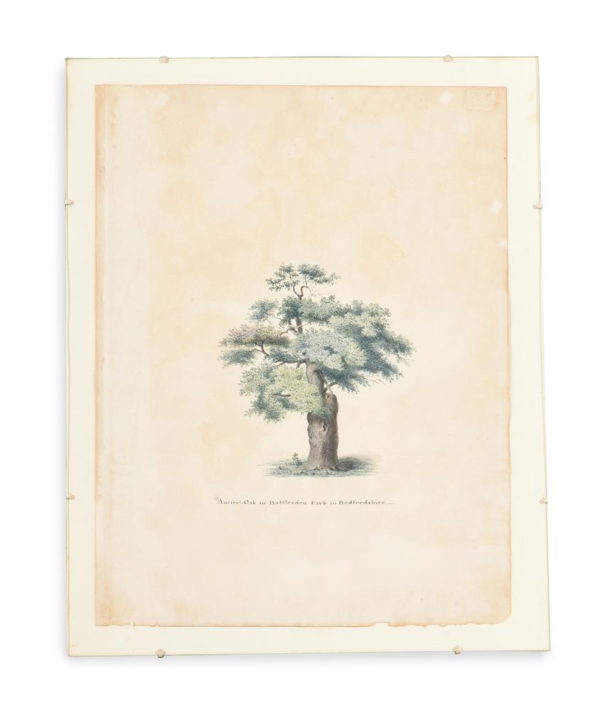 ENGLISH SCHOOL (19TH CENTURY) ELEVEN STUDIES OF TREES AND THE GROUNDS OF BATTLESDEN - Image 8 of 12