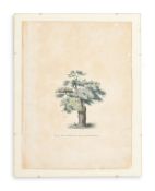 ENGLISH SCHOOL (19TH CENTURY) ELEVEN STUDIES OF TREES AND THE GROUNDS OF BATTLESDEN