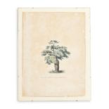 ENGLISH SCHOOL (19TH CENTURY) ELEVEN STUDIES OF TREES AND THE GROUNDS OF BATTLESDEN