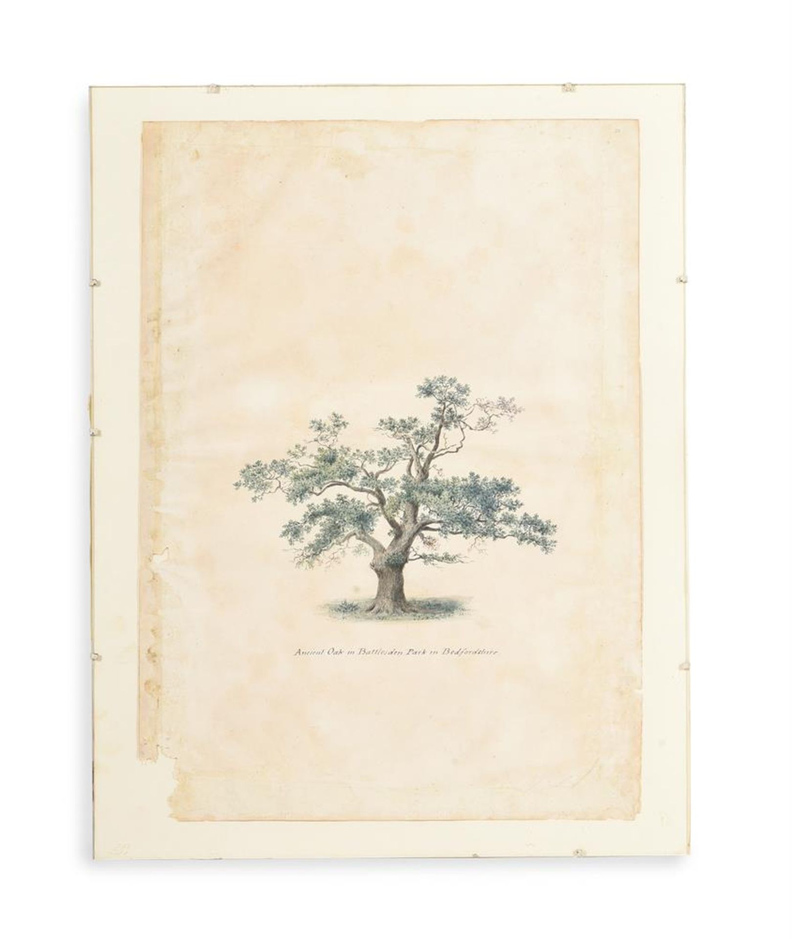 ENGLISH SCHOOL (19TH CENTURY) ELEVEN STUDIES OF TREES AND THE GROUNDS OF BATTLESDEN - Image 7 of 12