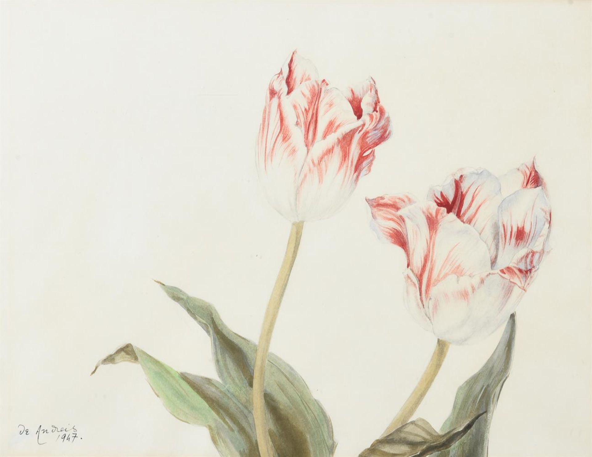 *** DE ANDREIS (20TH CENTURY), TULIP STUDIES - Image 3 of 3