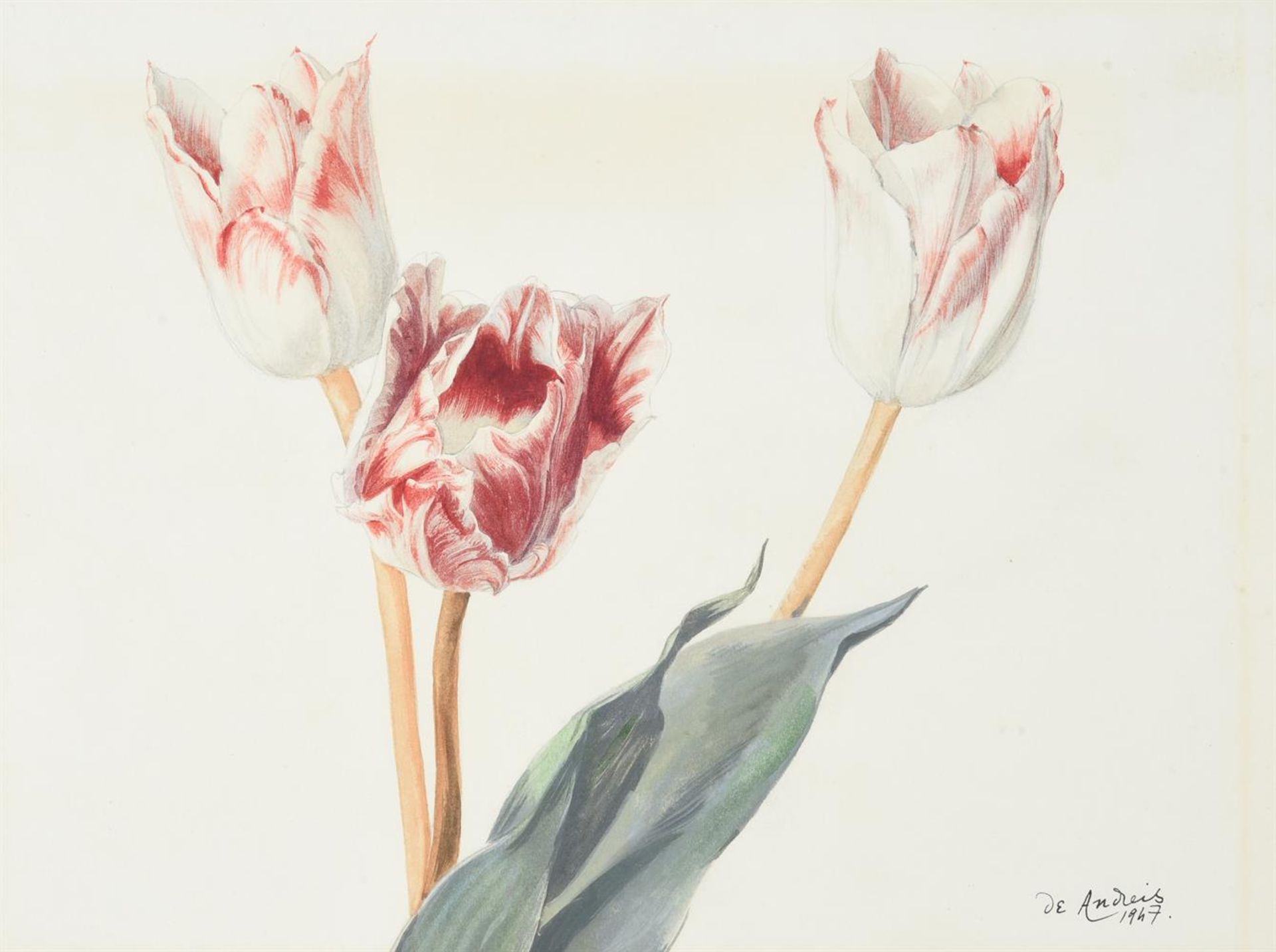 *** DE ANDREIS (20TH CENTURY), TULIP STUDIES - Image 2 of 3