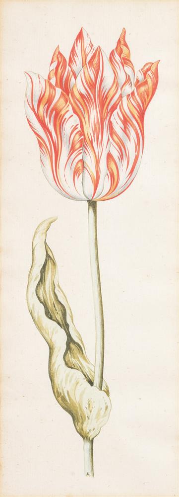 ATTRIBUTED TO PIETER CLAESZ (DUTCH CIRCA 1579-1660), PARROT TULIP - Image 2 of 2