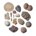 A GROUP OF FOSSILS AND GEOLOGICAL FRAGMENTS