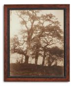 A SET OF THREE SEPIA PHOTOGRAPHIC PRINTS OF TREES
