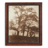 A SET OF THREE SEPIA PHOTOGRAPHIC PRINTS OF TREES