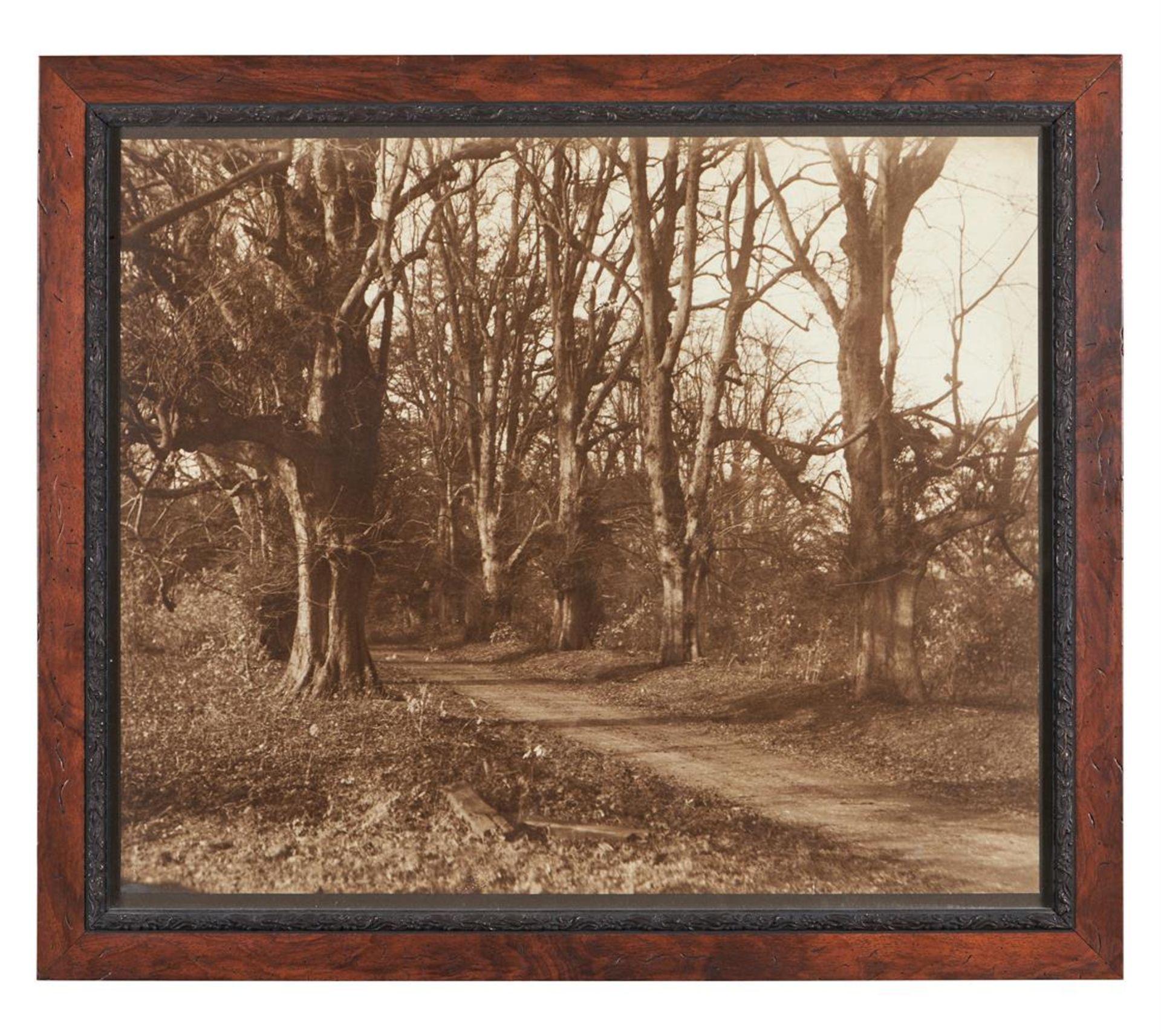 A SET OF THREE SEPIA PHOTOGRAPHIC PRINTS OF TREES - Image 5 of 6