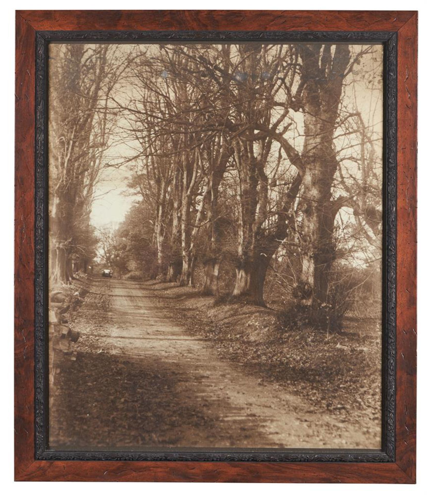 A SET OF THREE SEPIA PHOTOGRAPHIC PRINTS OF TREES - Image 3 of 6