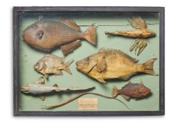 A CASED DISPLAY OF SEVEN SPECIMEN FISH, 19TH CENTURY