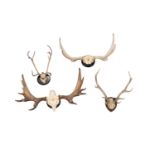 Y TWO SETS OF MOUNTED ELK OR MOOSE ANTLERS, ALCES ALCES