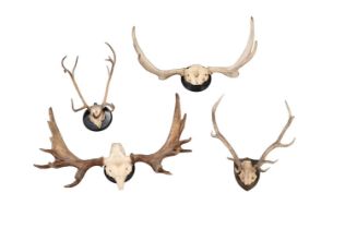 Y TWO SETS OF MOUNTED ELK OR MOOSE ANTLERS, ALCES ALCES