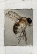 Tomas Harker, Drosophila Hydei, 2023