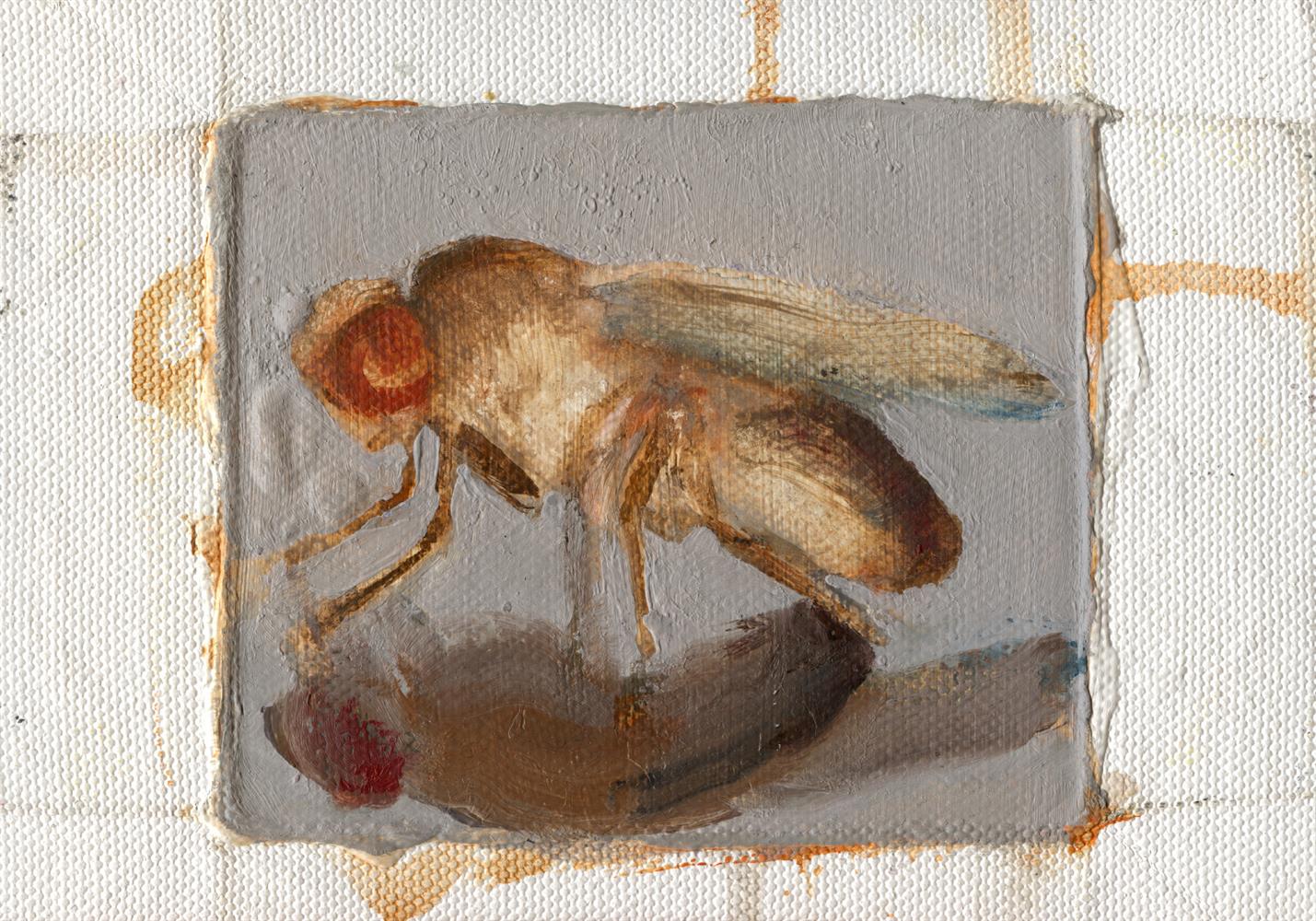 Tomas Harker, Drosophila, 2023