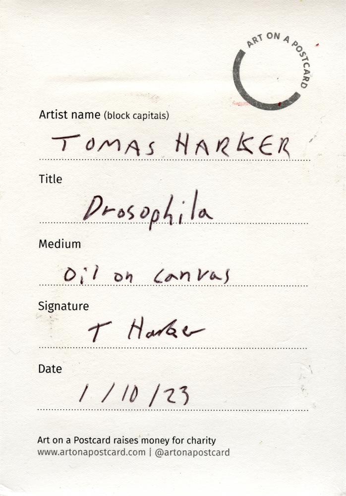 Tomas Harker, Drosophila, 2023 - Image 2 of 2