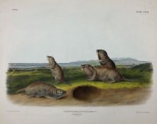 John Woodhouse Audubon (American 1812-1862): 'Pseudostoma Borealis Rich - The Camas Rat (Male Female