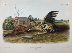 John Woodhouse Audubon (American 1812-1862): 'Putorius Fuscus Aud & Bach - Tawny Weasel (Male Natura