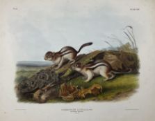 John Woodhouse Audubon (American 1812-1862): 'Spermophilus Lateralis Say - Say's Marmot Squirrel (Na
