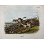 John Woodhouse Audubon (American 1812-1862): 'Spermophilus Lateralis Say - Say's Marmot Squirrel (Na