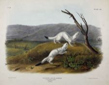 John Woodhouse Audubon (American 1812-1862): 'Putorius Agilis Aud & Bach - Little Nimble Weasel (Mal