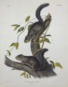 John Woodhouse Audubon (American 1812-1862): 'Sciurus Colliaei Rich - Collies Squirrel (Natural Size