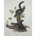 John Woodhouse Audubon (American 1812-1862): 'Sciurus Colliaei Rich - Collies Squirrel (Natural Size