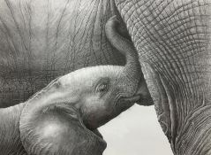 Gary Hodges (British 1954-): 'Baby African Elephant Suckling'