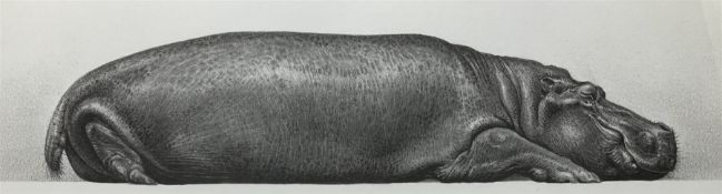 Gary Hodges (British 1954-): 'Tropical Slumber' Study of Hippo