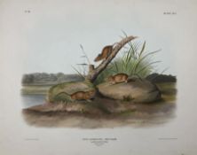John Woodhouse Audubon (American 1812-1862): 'Mus Aureolus Aud & Bach - Orange Coloured Mouse (Male