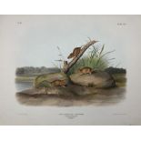 John Woodhouse Audubon (American 1812-1862): 'Mus Aureolus Aud & Bach - Orange Coloured Mouse (Male