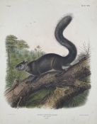 John Woodhouse Audubon (American 1812-1862): 'Sciurus Nigrescens Bennett - Dusky Squirrel (Male Natu