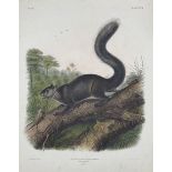 John Woodhouse Audubon (American 1812-1862): 'Sciurus Nigrescens Bennett - Dusky Squirrel (Male Natu