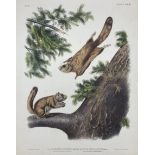 John Woodhouse Audubon (American 1812-1862): 'Pteromys Sabrinus Pennant - Severn River Flying Squirr