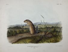 John Woodhouse Audubon (American 1812-1862): 'Spermophilus Maxicanus Licht - Mexican Marmot Squirrel