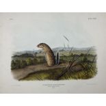 John Woodhouse Audubon (American 1812-1862): 'Spermophilus Maxicanus Licht - Mexican Marmot Squirrel