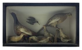 Taxidermy: Cased diorama of British game birds including Pheasant male and female