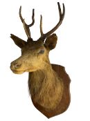 Taxidermy: European Red Deer (Cervus elaphus)