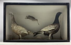 Taxidermy: Cased diorama of moorland birds including Black Grouse male and female with a Jack Snipe