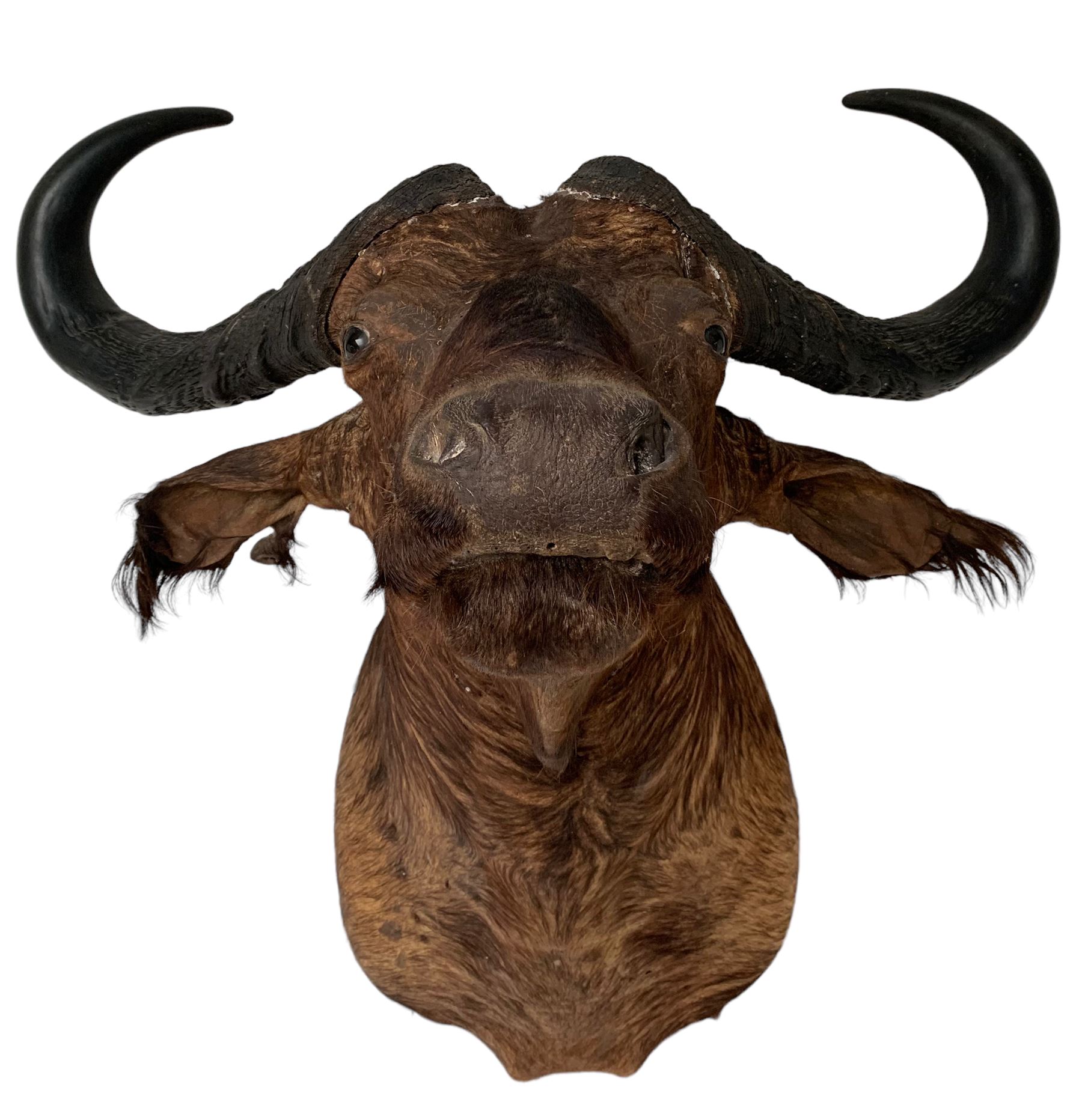 Taxidermy: African Cape Buffalo (Syncerus Caffer)