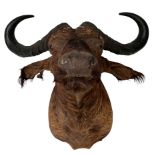 Taxidermy: African Cape Buffalo (Syncerus Caffer)