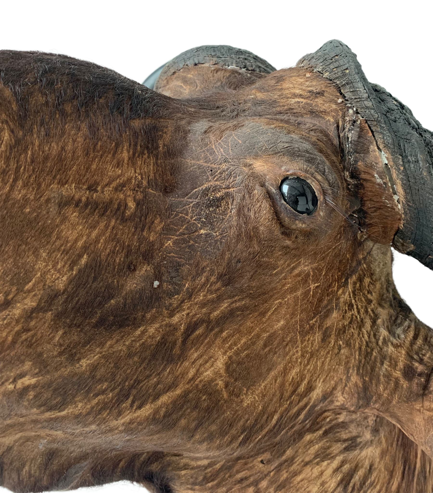 Taxidermy: African Cape Buffalo (Syncerus Caffer) - Image 4 of 5