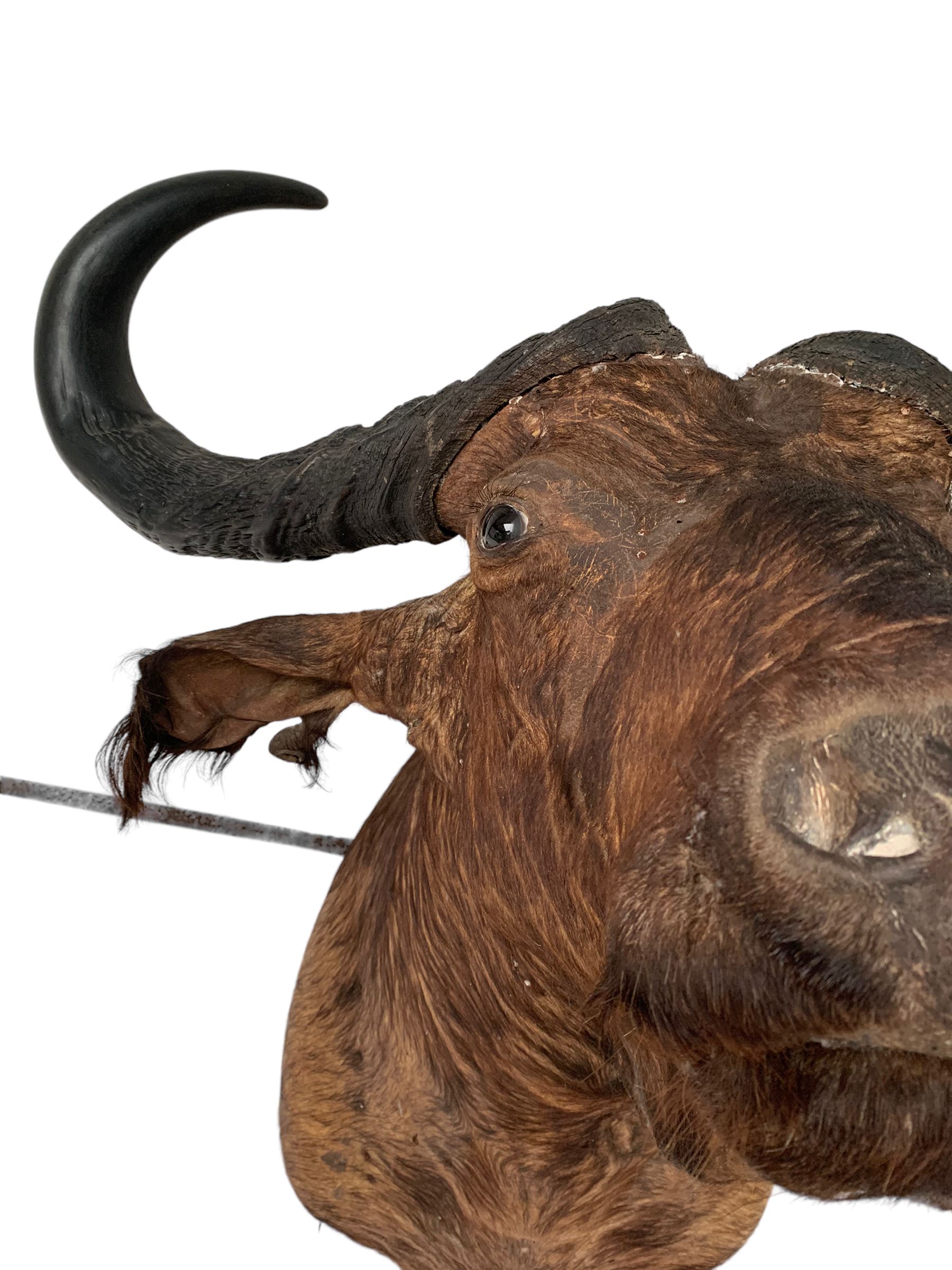 Taxidermy: African Cape Buffalo (Syncerus Caffer) - Image 5 of 5